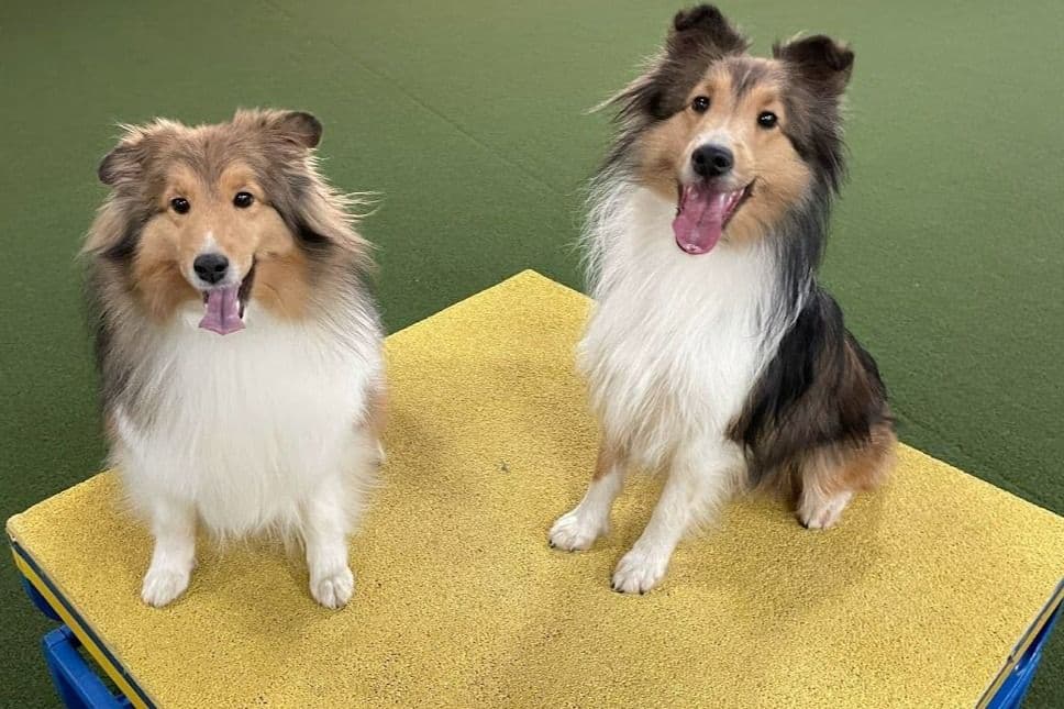 Shetland Sheepdog Puppies breeder image 7