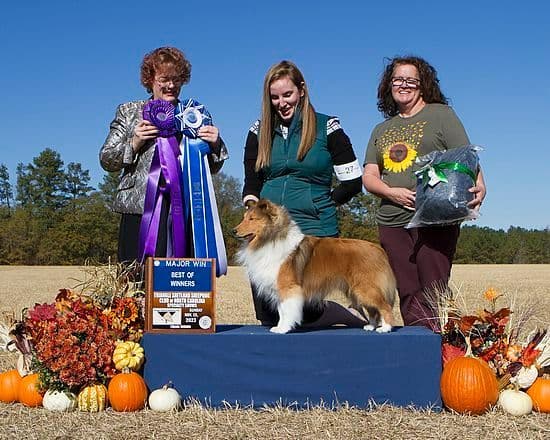 Shetland Sheepdog Puppies breeder image 9