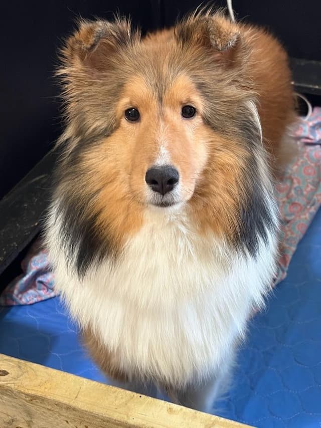 Shetland Sheepdog Puppies media 2