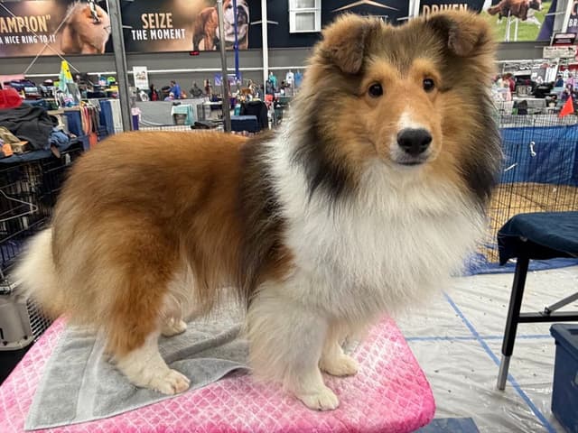 Shetland Sheepdog Puppies media 3