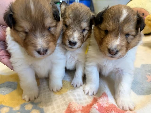 Shetland Sheepdog Puppies media 5