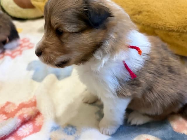 Shetland Sheepdog Puppies media 6
