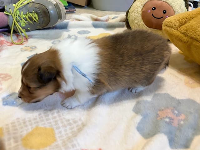 Shetland Sheepdog Puppies media 7