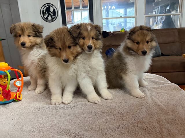 Shetland Sheepdog Puppies media 8