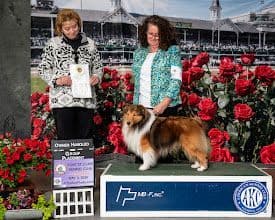 Shetland Sheepdog Puppies media 6