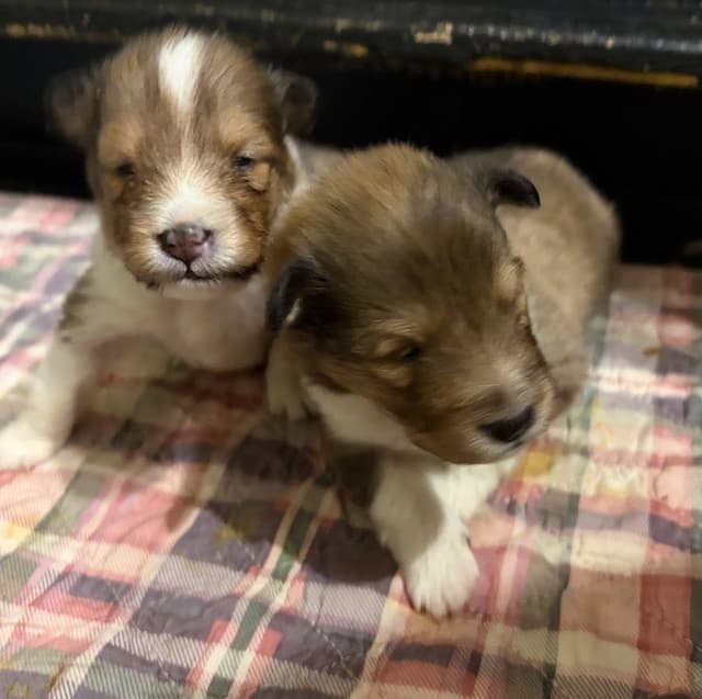 Shetland Sheepdog Puppies media 2