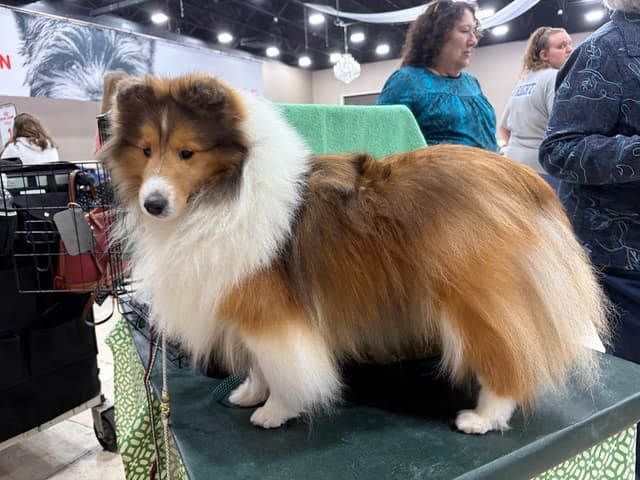 Shetland Sheepdog Puppies media 4