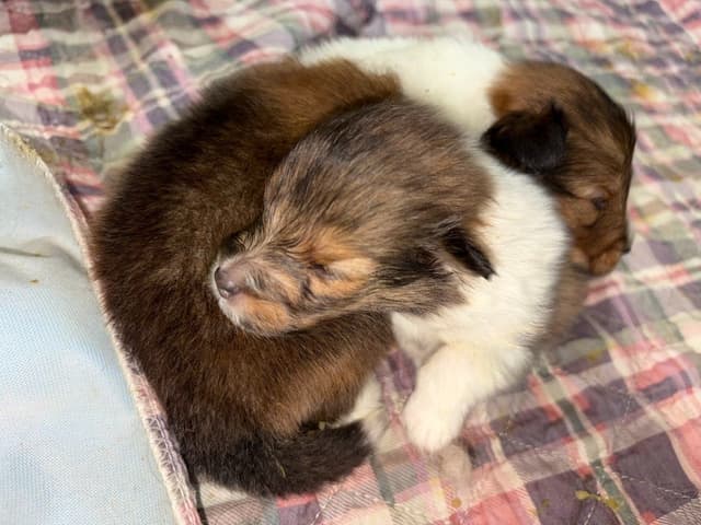Shetland Sheepdog Puppies media 3