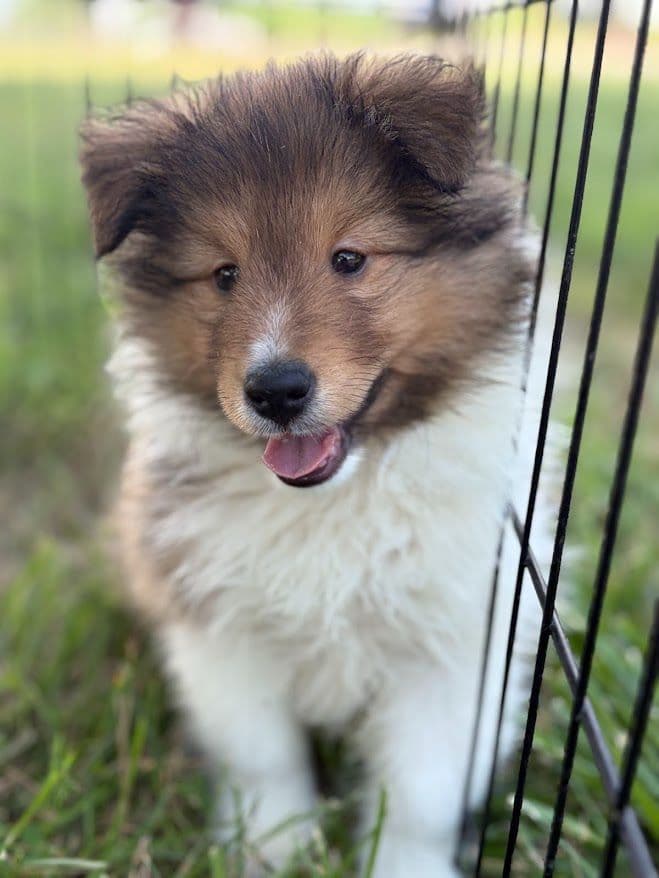 Shetland Sheepdog Puppies breeder image 10