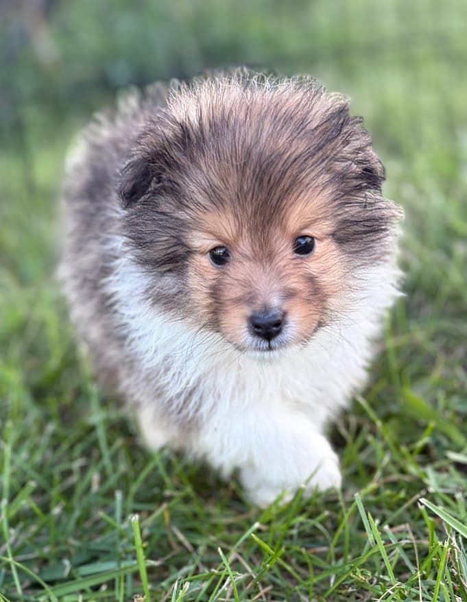 Shetland Sheepdog Puppies breeder image 11