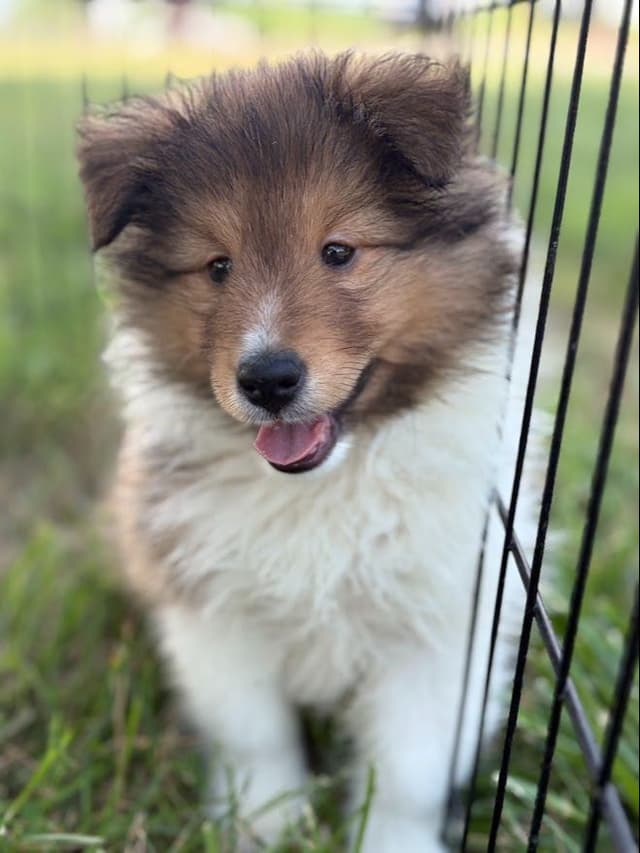Shetland Sheepdog Puppies media 7