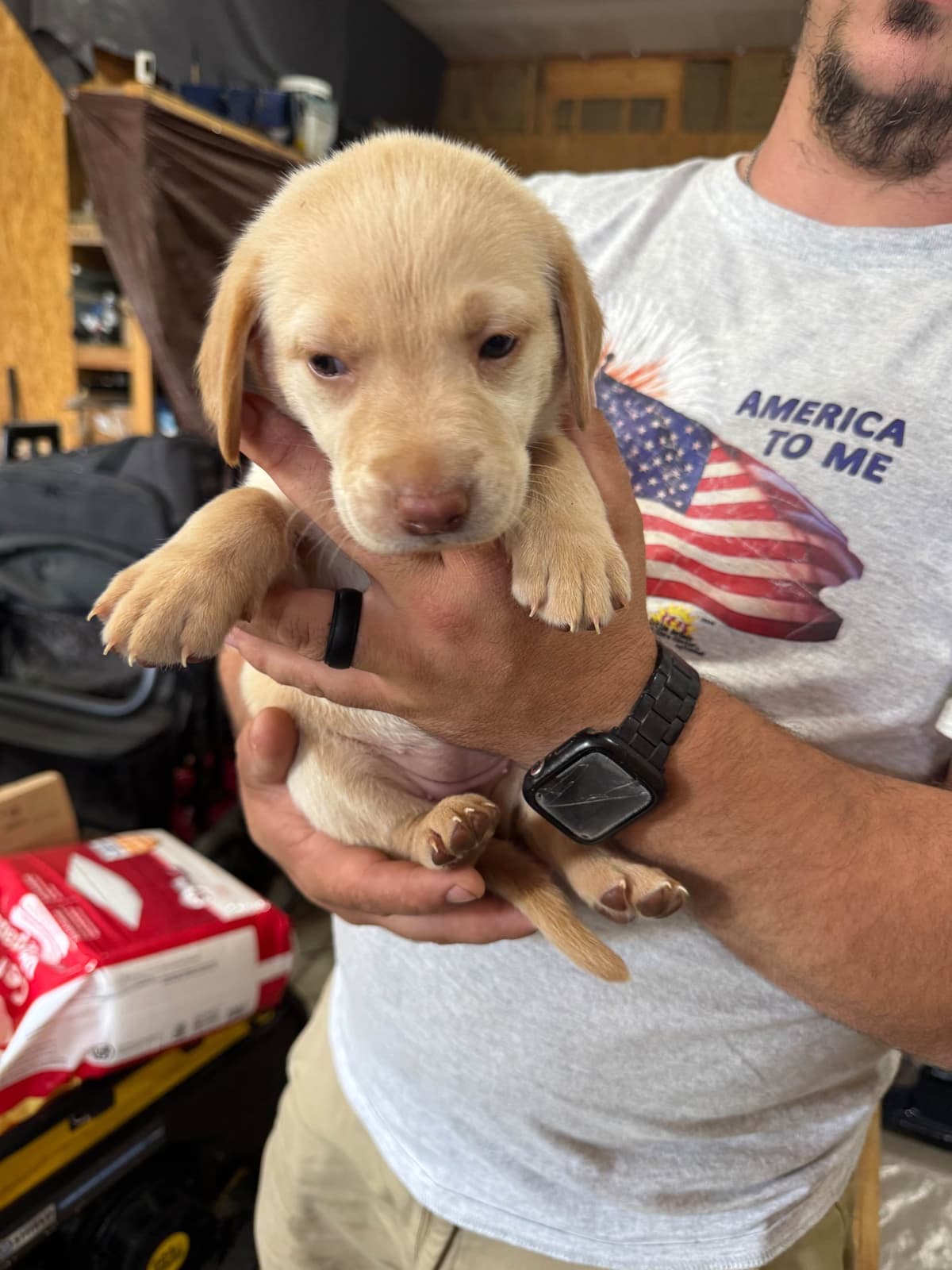 Labrador Retriever Puppies breeder image 3