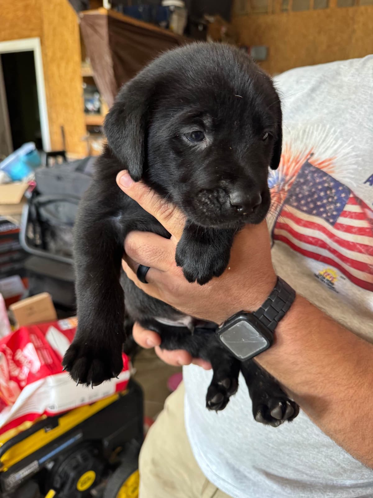 Labrador Retriever Puppies breeder image 11
