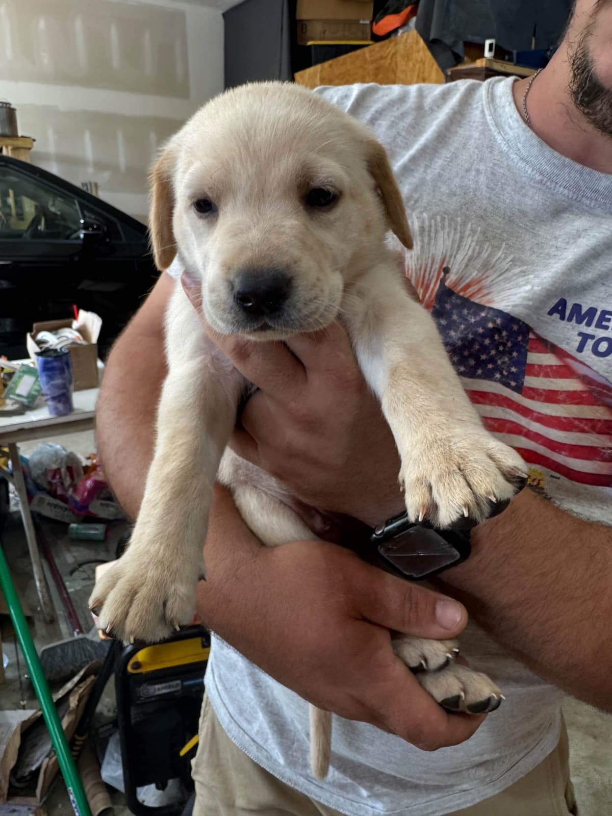 Labrador Retriever Puppies breeder image 5