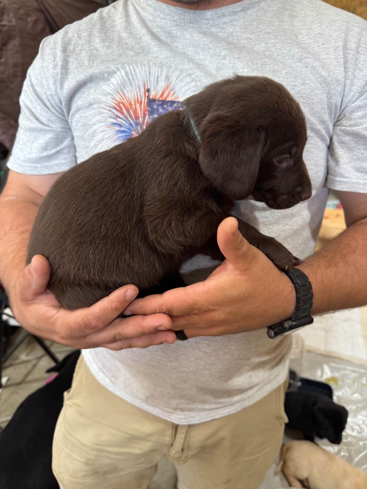 Labrador Retriever Puppies breeder image 10