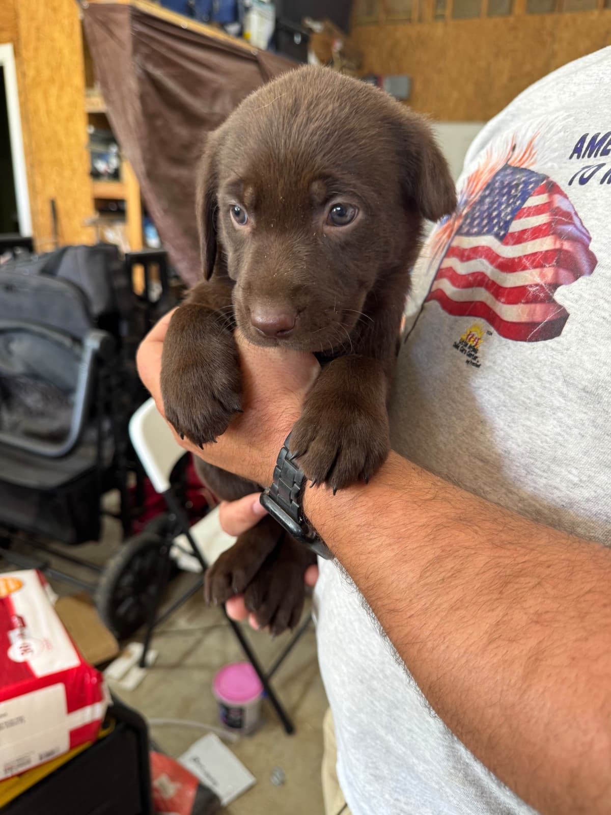 Labrador Retriever Puppies breeder image 9