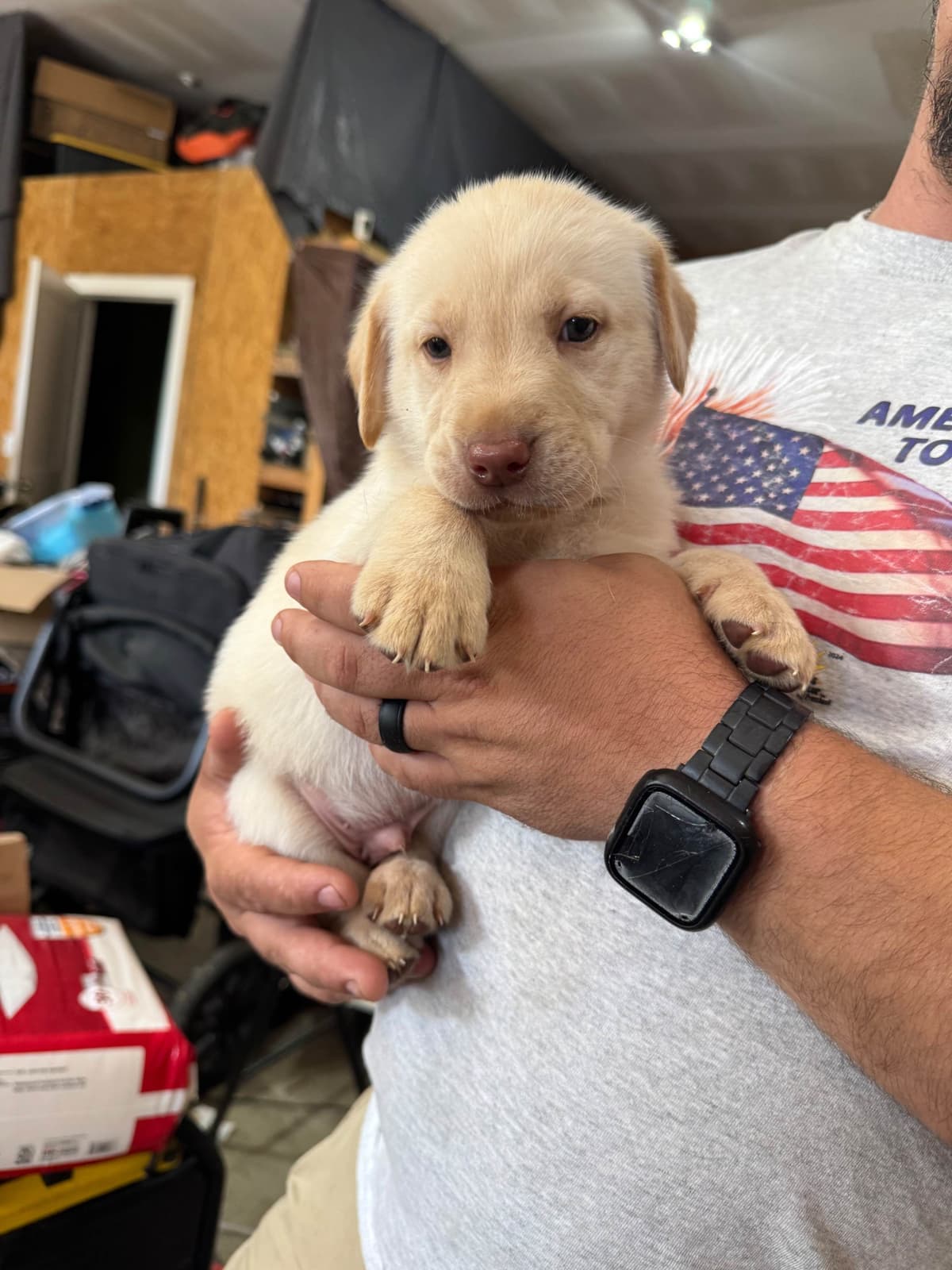 Labrador Retriever Puppies breeder image 7