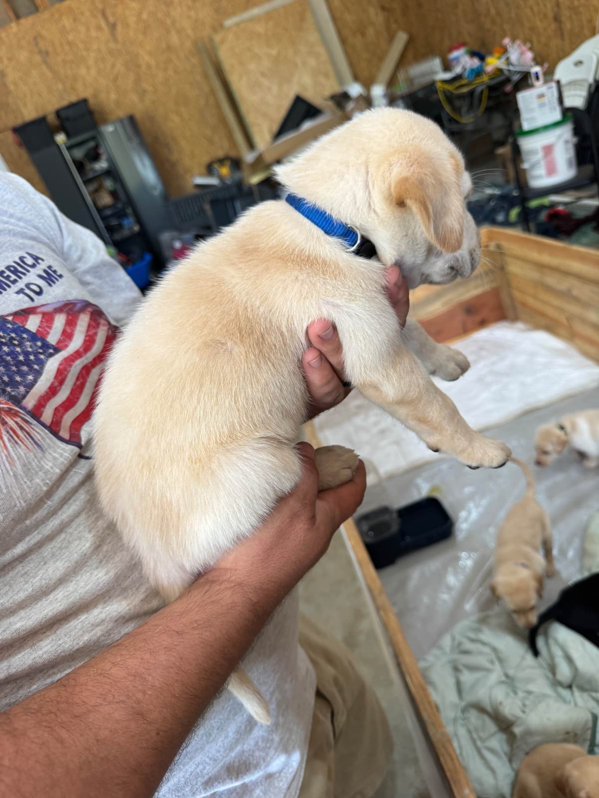 Labrador Retriever Puppies breeder image 6