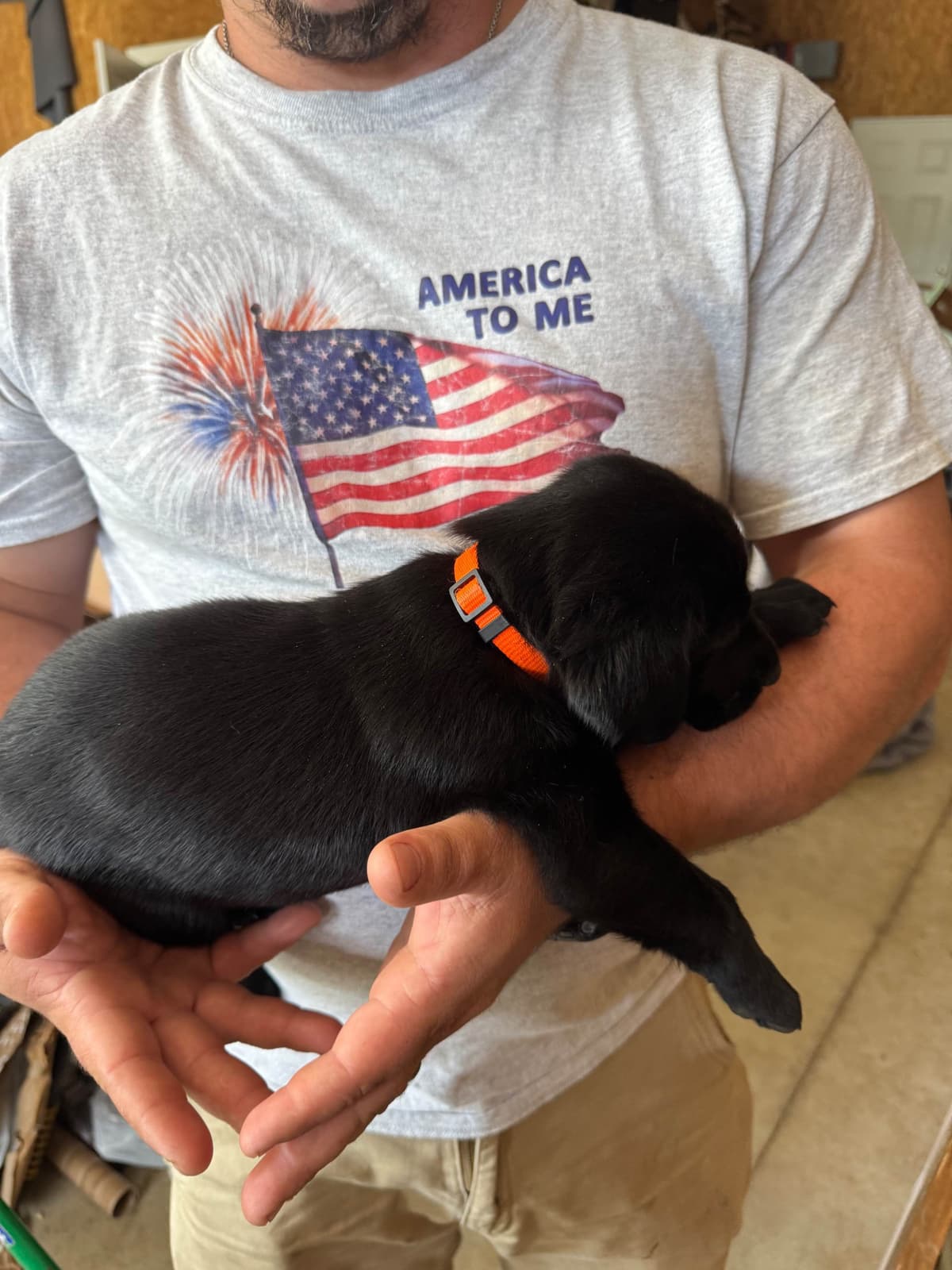 Labrador Retriever Puppies breeder image 14