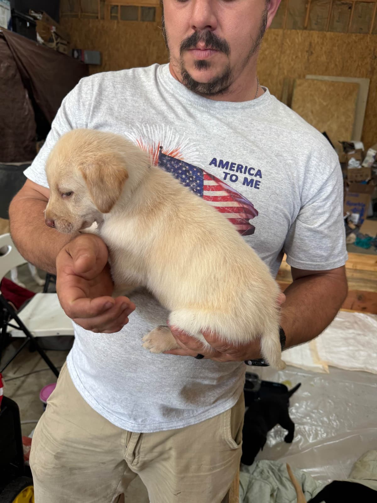 Labrador Retriever Puppies breeder image 8