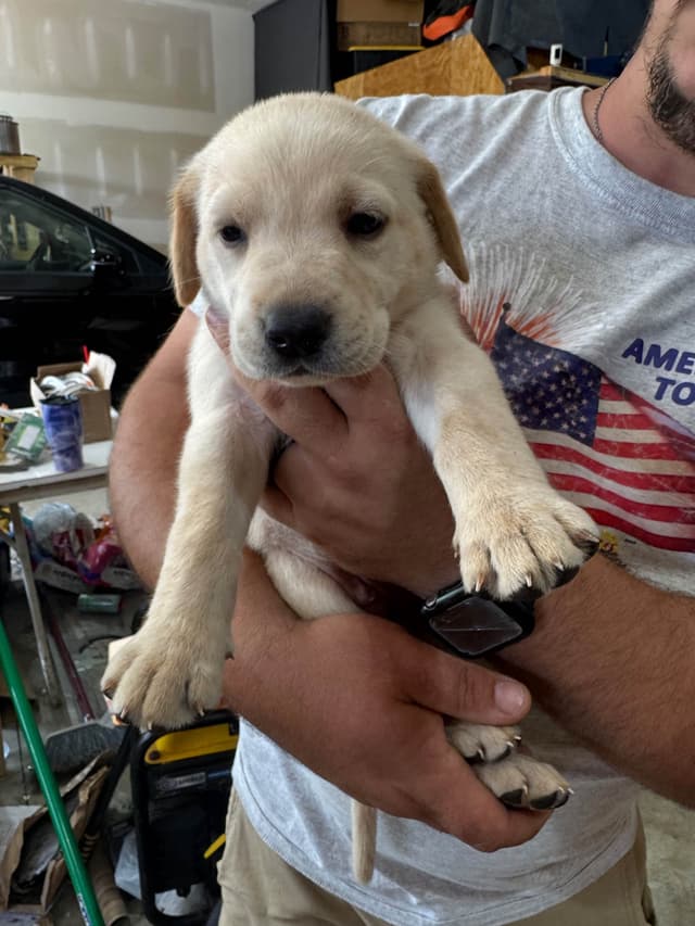 Labrador Retriever Puppies media 4