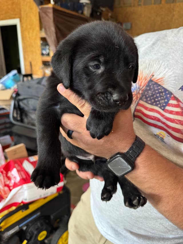 Labrador Retriever Puppies media 2