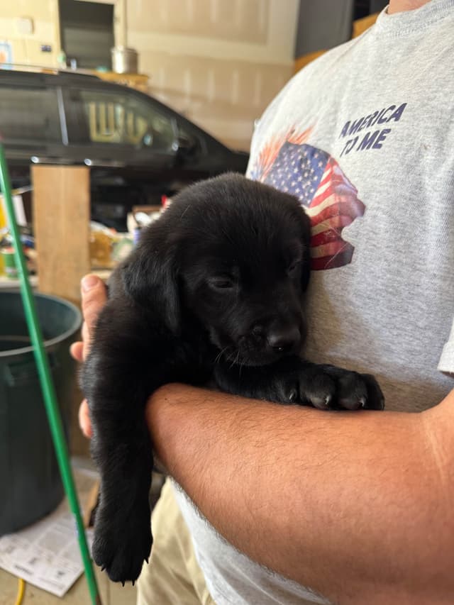 Labrador Retriever Puppies media 3