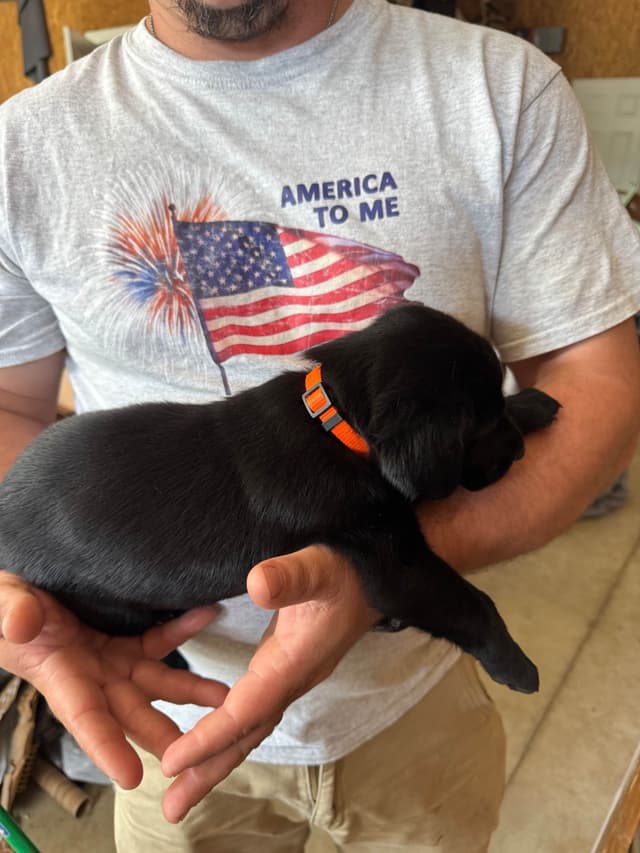 Labrador Retriever Puppies media 5
