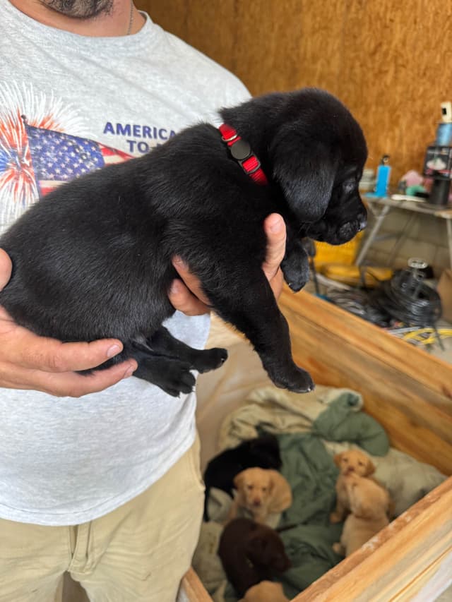 Labrador Retriever Puppies media 8