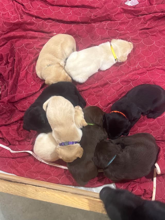 Labrador Retriever Puppies media 12