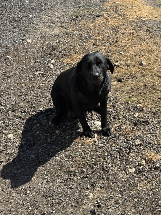 Labrador Retriever Puppies media 13