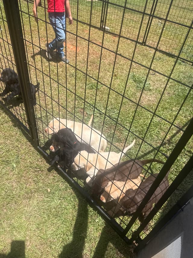 Labrador Retriever Puppies media 14