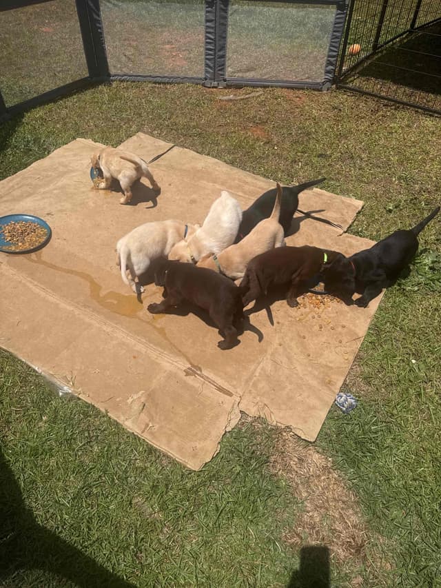 Labrador Retriever Puppies media 15