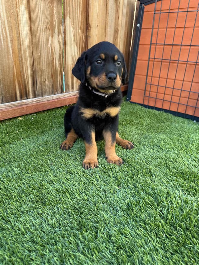 Rottweiler Puppies media 2