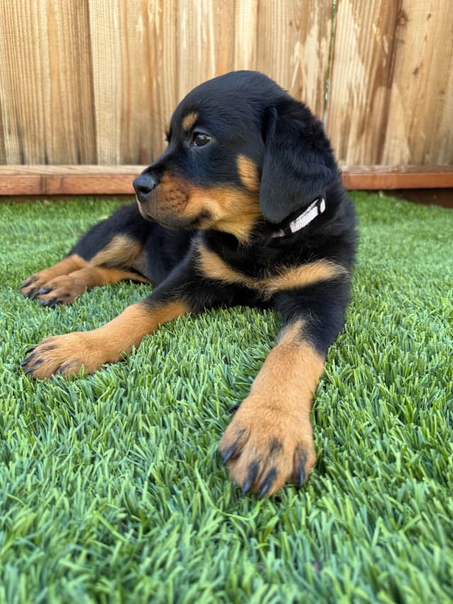 Rottweiler Puppies media 3