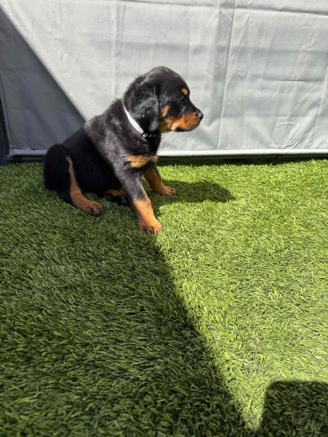 Rottweiler Puppies media 4