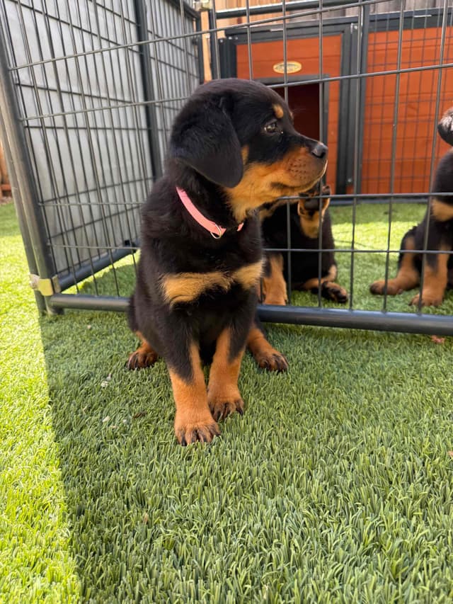 Rottweiler Puppies media 6