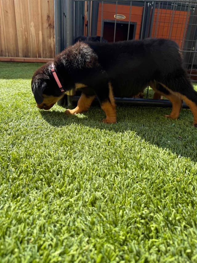 Rottweiler Puppies media 7