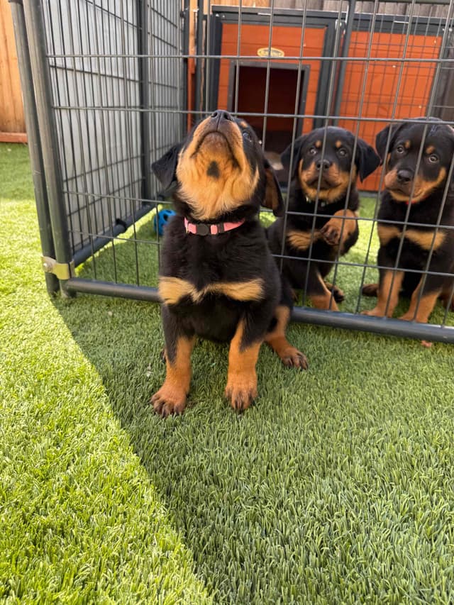 Rottweiler Puppies media 8