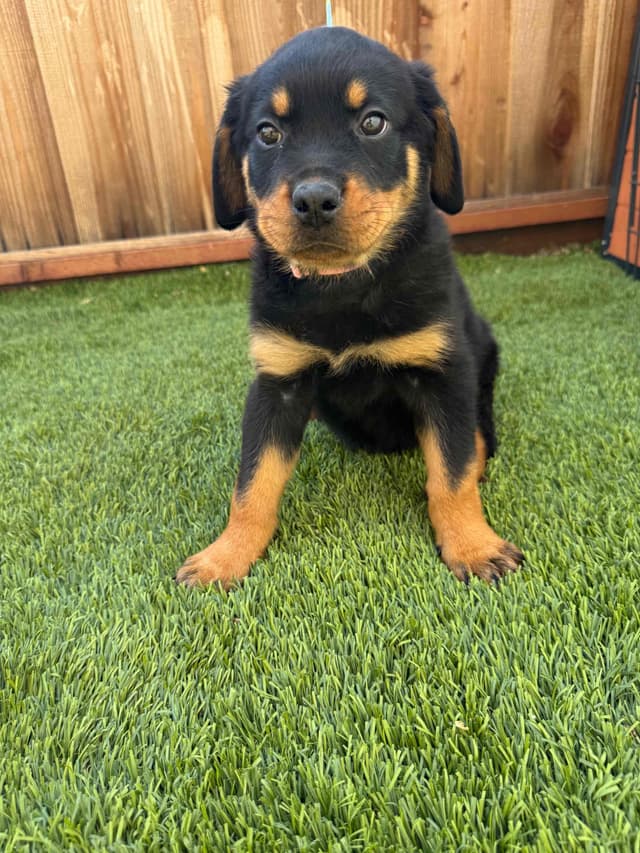 Rottweiler Puppies media 9