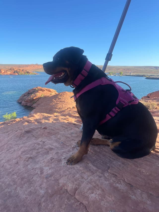 Rottweiler Puppies media 11