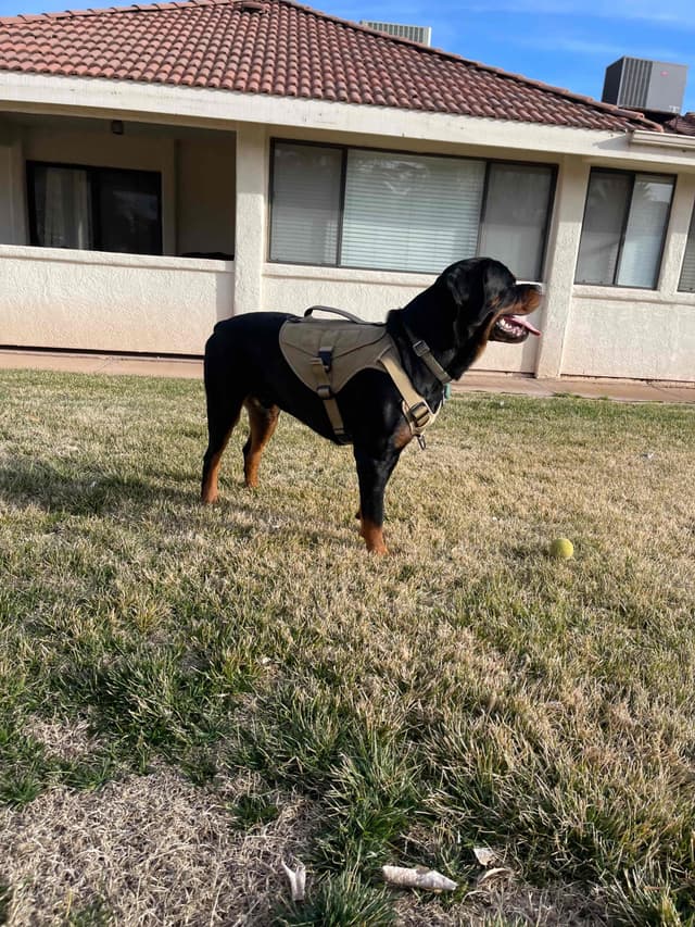 Rottweiler Puppies media 13