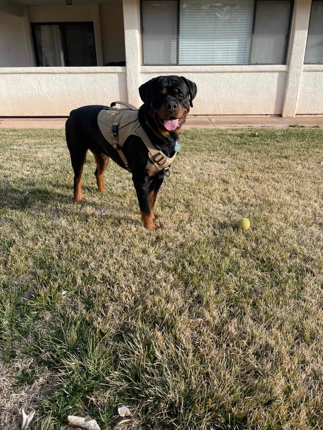 Rottweiler Puppies media 14