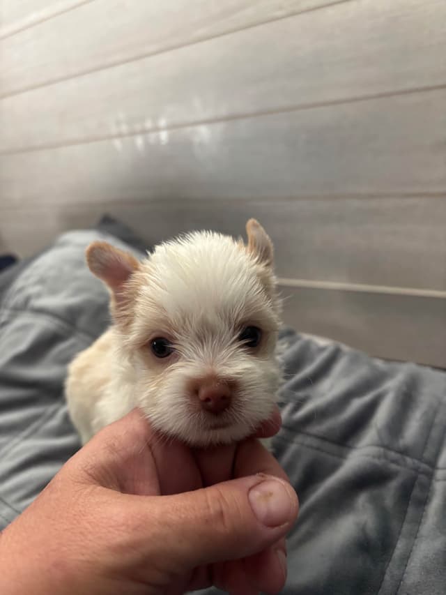 Yorkshire Terrier Puppies media 2