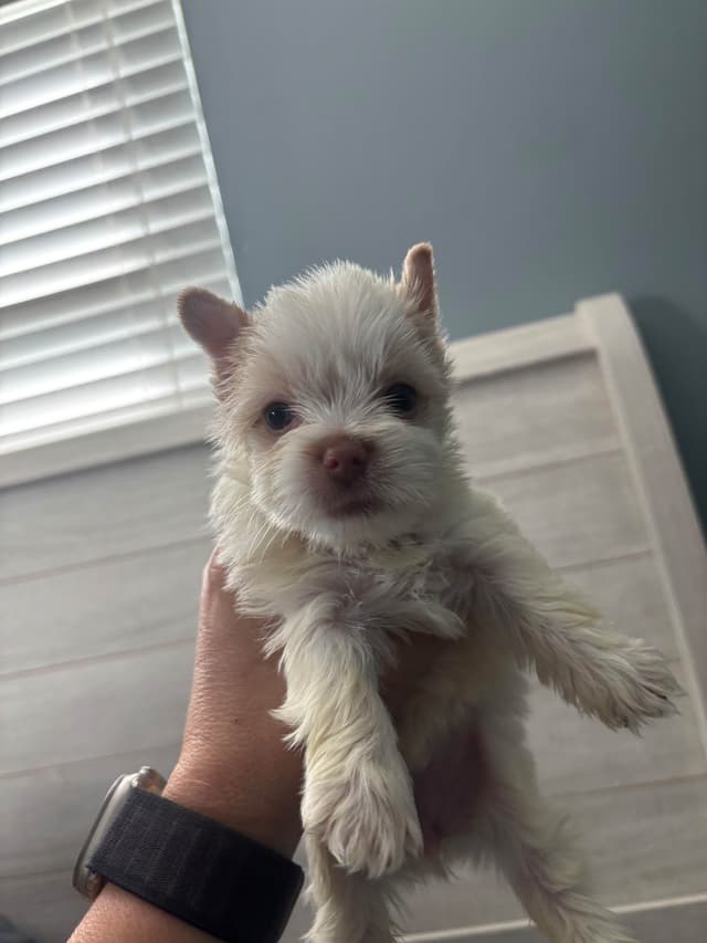 Yorkshire Terrier Puppies media 4