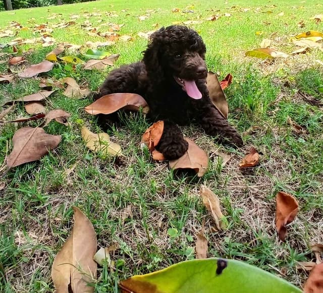 Poodle Puppies media 2