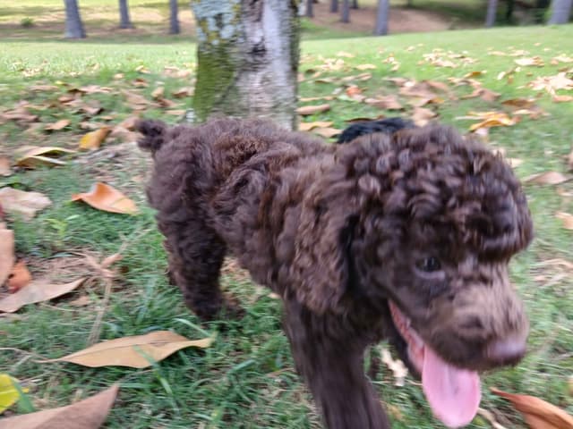 Poodle Puppies media 3