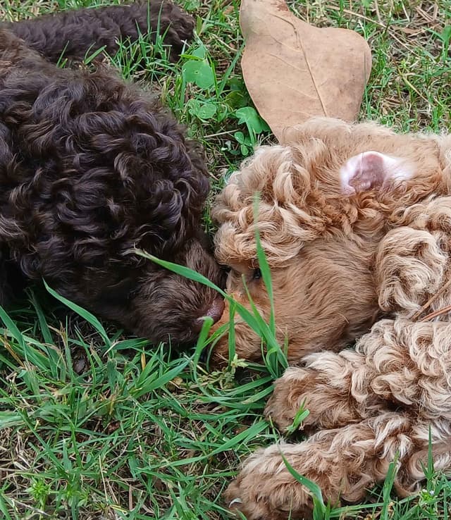 Poodle Puppies media 4