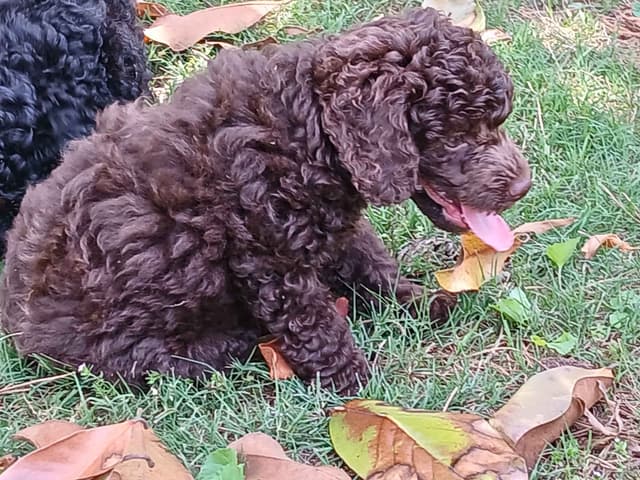 Poodle Puppies media 5