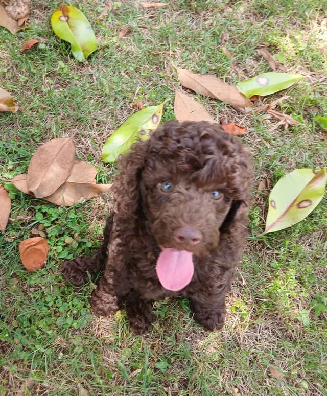 Poodle Puppies media 6